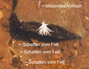 Blitzendes Vorfach beim Fliegenfischen mit der Trockenfliege