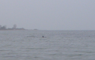 Beim Fliegenfischen auf Meerforellen in Dänemark