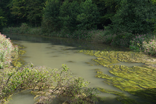 Angetrübtes Wasser der Wiesent