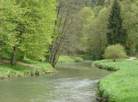 Fliegenfischen an der Wiesent